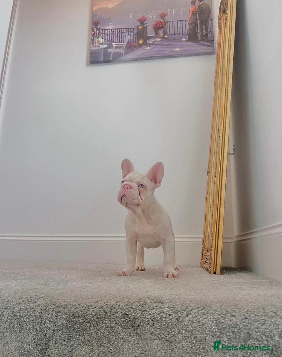 French Bulldog dogs for sale: High DNA French bulldog Male & Females  - Image 4