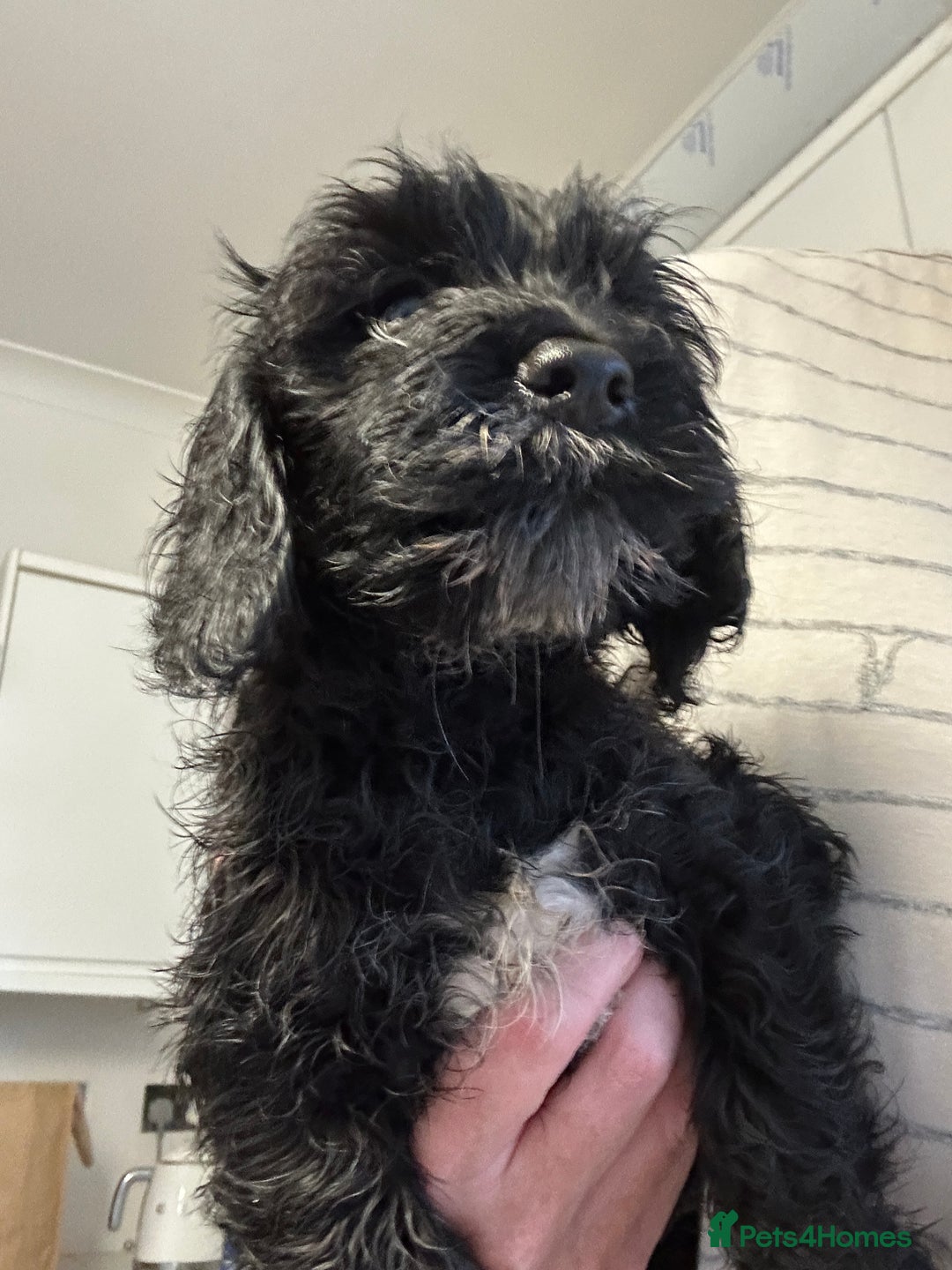 Mixed Breed dogs for sale: Last cocker / cavapoo puppies available  - Image 5