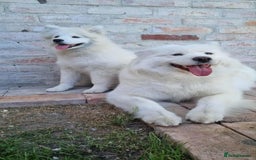 Samoyed dogs for sale: Female  - Image 4