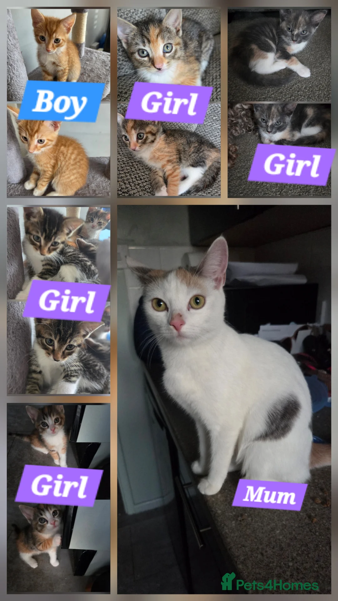 Mixed Breed cats for sale: Mixed litter of kittens  - Advert 5