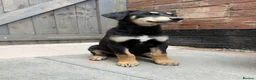 Mixed Breed dogs for sale: Dobermann x husky puppies - Advert 8