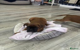 Boxer dogs for sale: KCR pups for sale  - Image 15