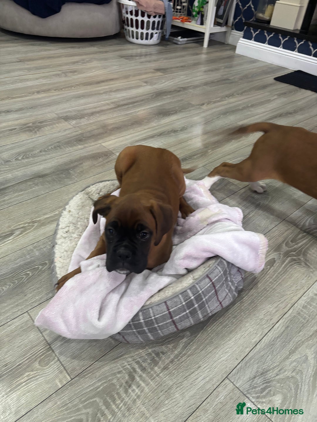Boxer dogs for sale: KCR pups for sale  - Image 15