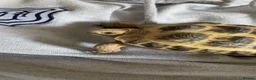 Hermann Tortoise reptiles for sale: Hermann tortoise   in Dundee - Advert 3