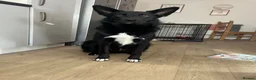 Mixed Breed dogs for stud: German shepherd x border collie aka shollie  - Advert 3