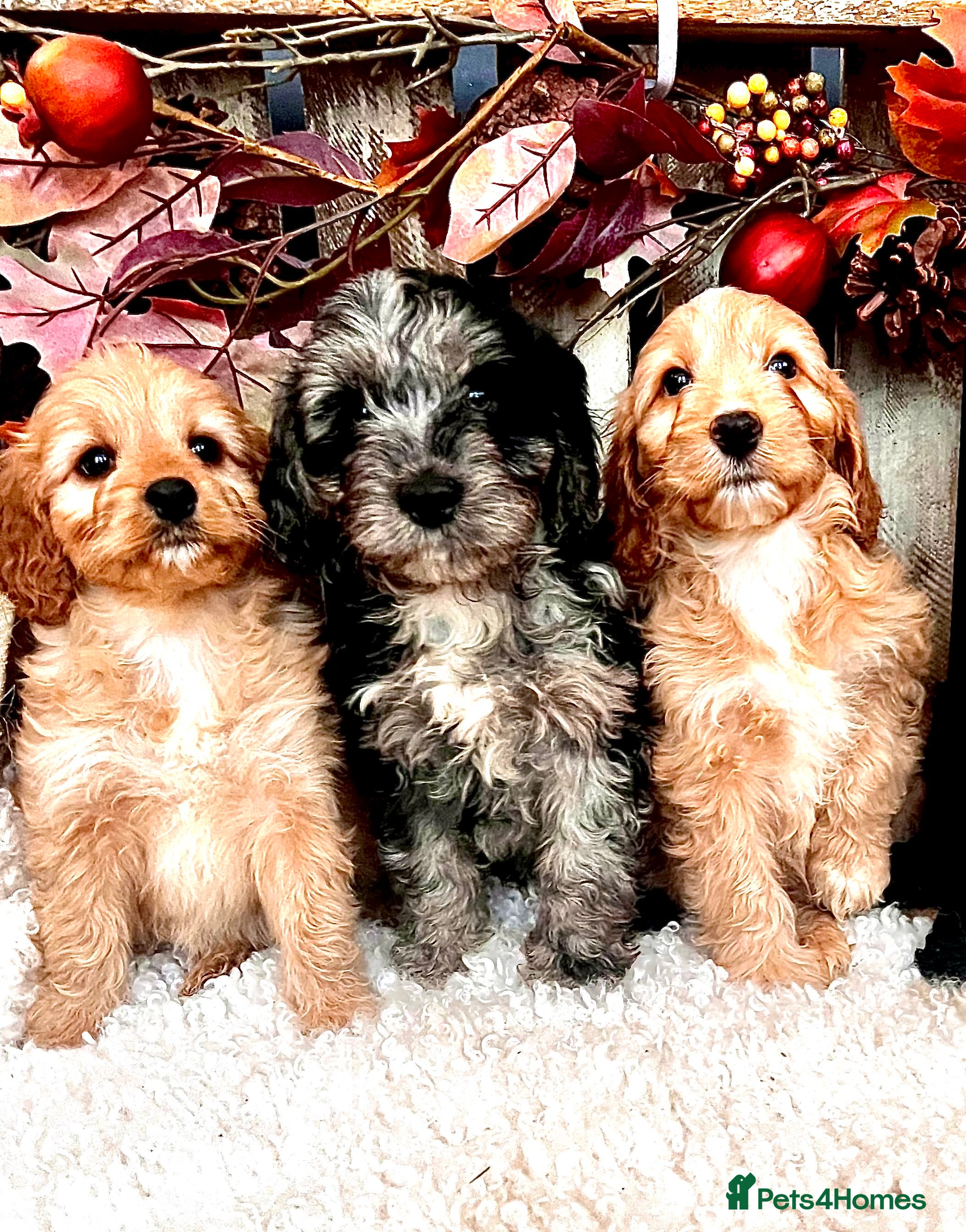 Cockapoo dogs Quality Cockapoo Puppies Blue Merle / Golden  - Advert 2