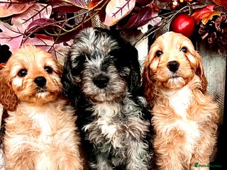 Cockapoo dogs Quality Cockapoo Puppies Blue Merle / Golden - Advert 12