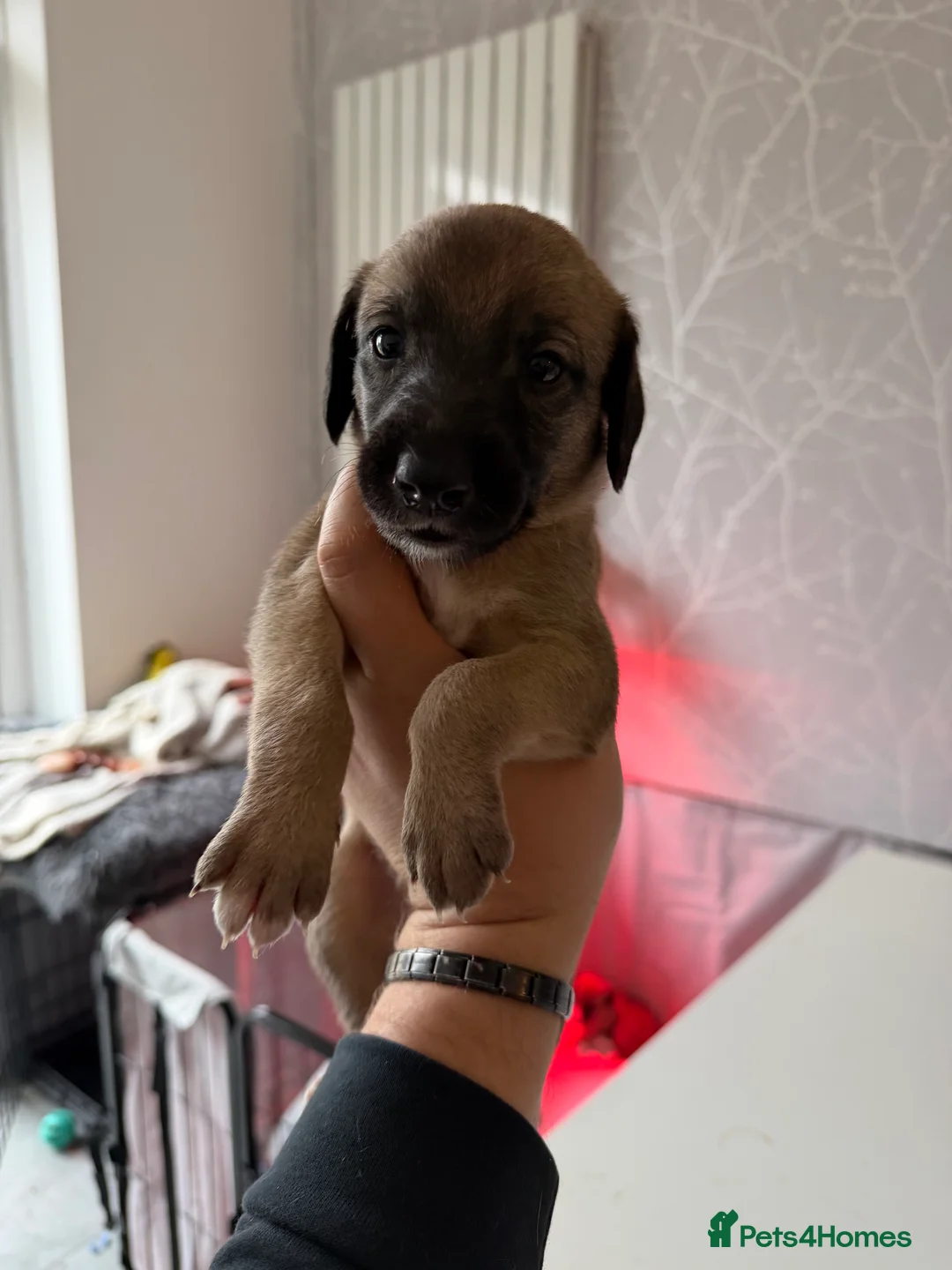 Mixed Breed dogs for sale: Bedlington x Whippet - Advert 21