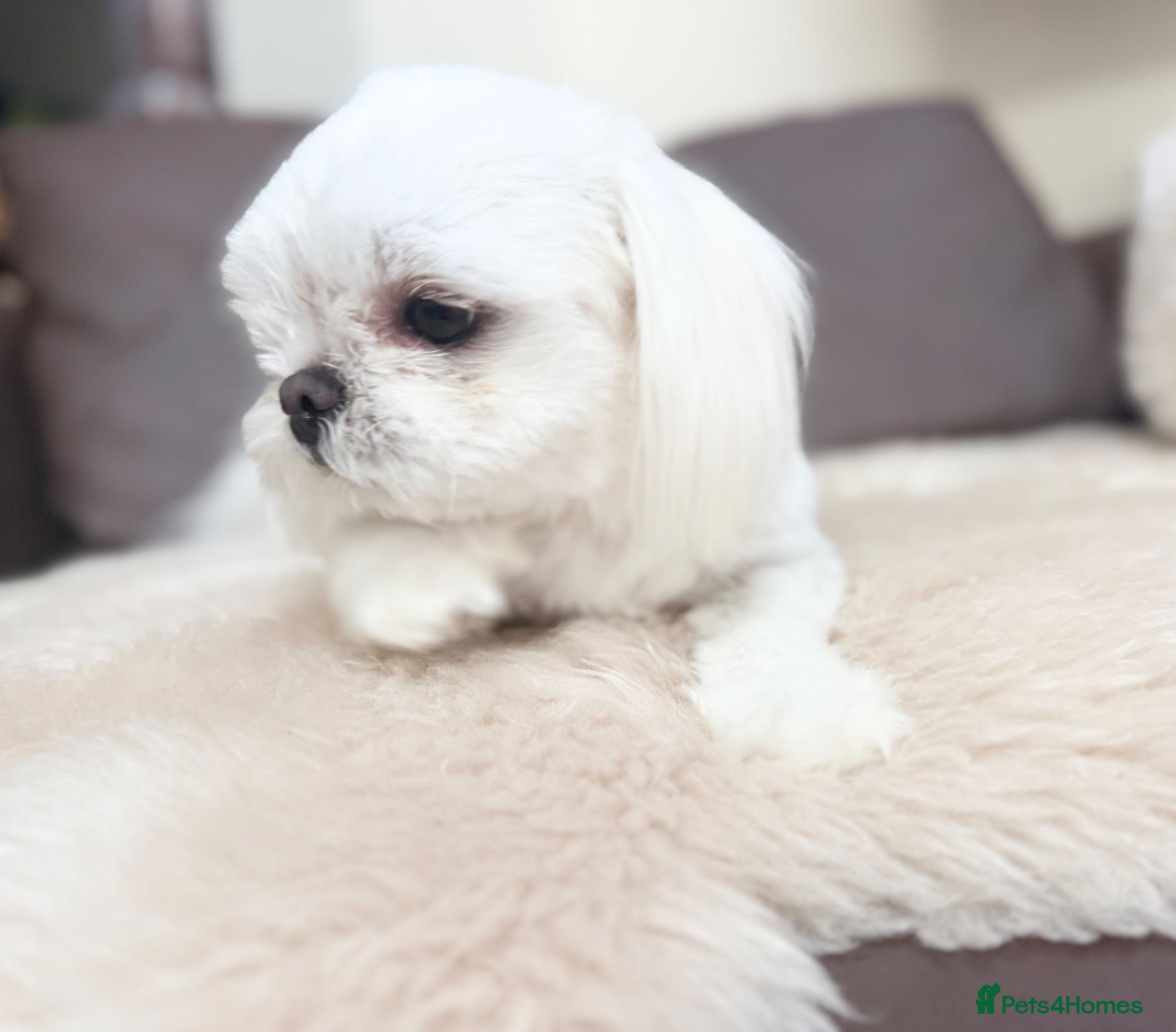 Maltese dogs Full Korean Male Maltese - Advert 1