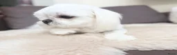 Maltese dogs for sale: Full Korean Male Maltese - Advert 1