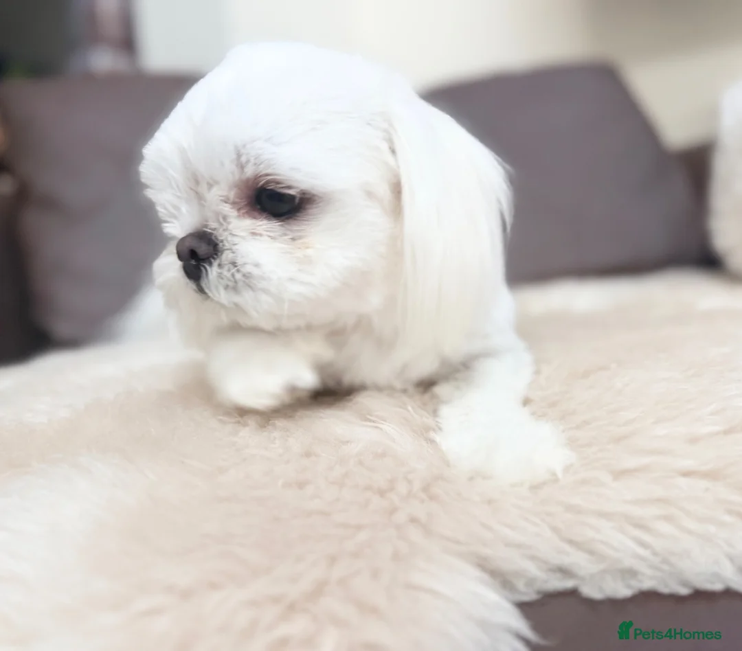 Maltese dogs for sale: Full Korean Male Maltese - Advert 1