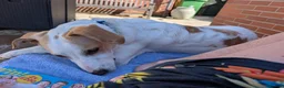 Mixed Breed dogs for adoption: Milo Is a 9 month old pointer cross in Cheltenham - Advert 5