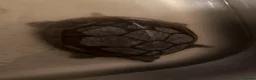 Turtle reptiles for sale: Male and female musk turtle  in Biggleswade - Advert 2