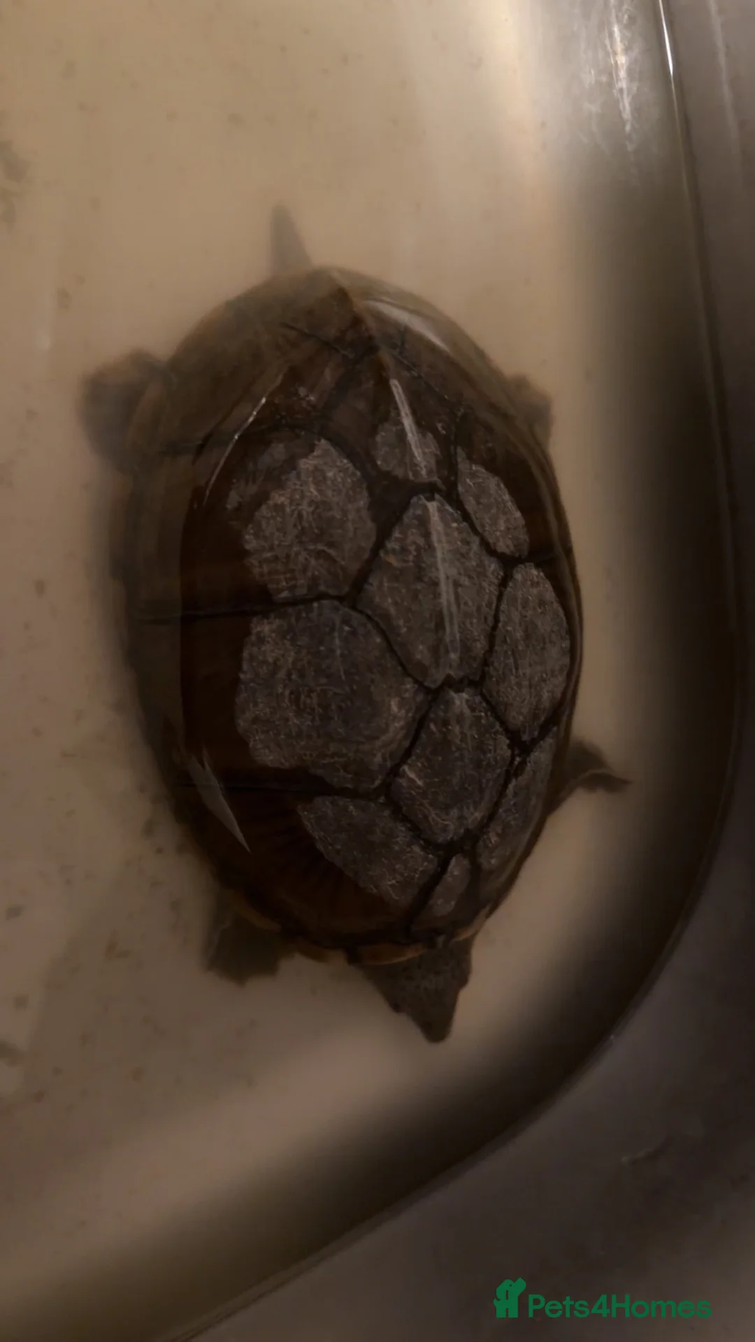 Turtle reptiles for sale: Male and female musk turtle  in Biggleswade - Advert 2