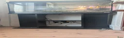 Crabs invertebrates for sale: Land Hermit crab  in Grantham - Advert 2