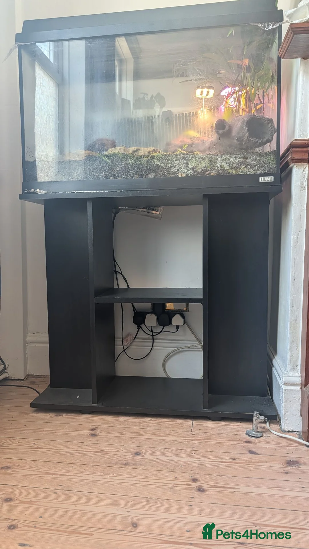 Crabs invertebrates for sale: Land Hermit crab  in Grantham - Advert 2