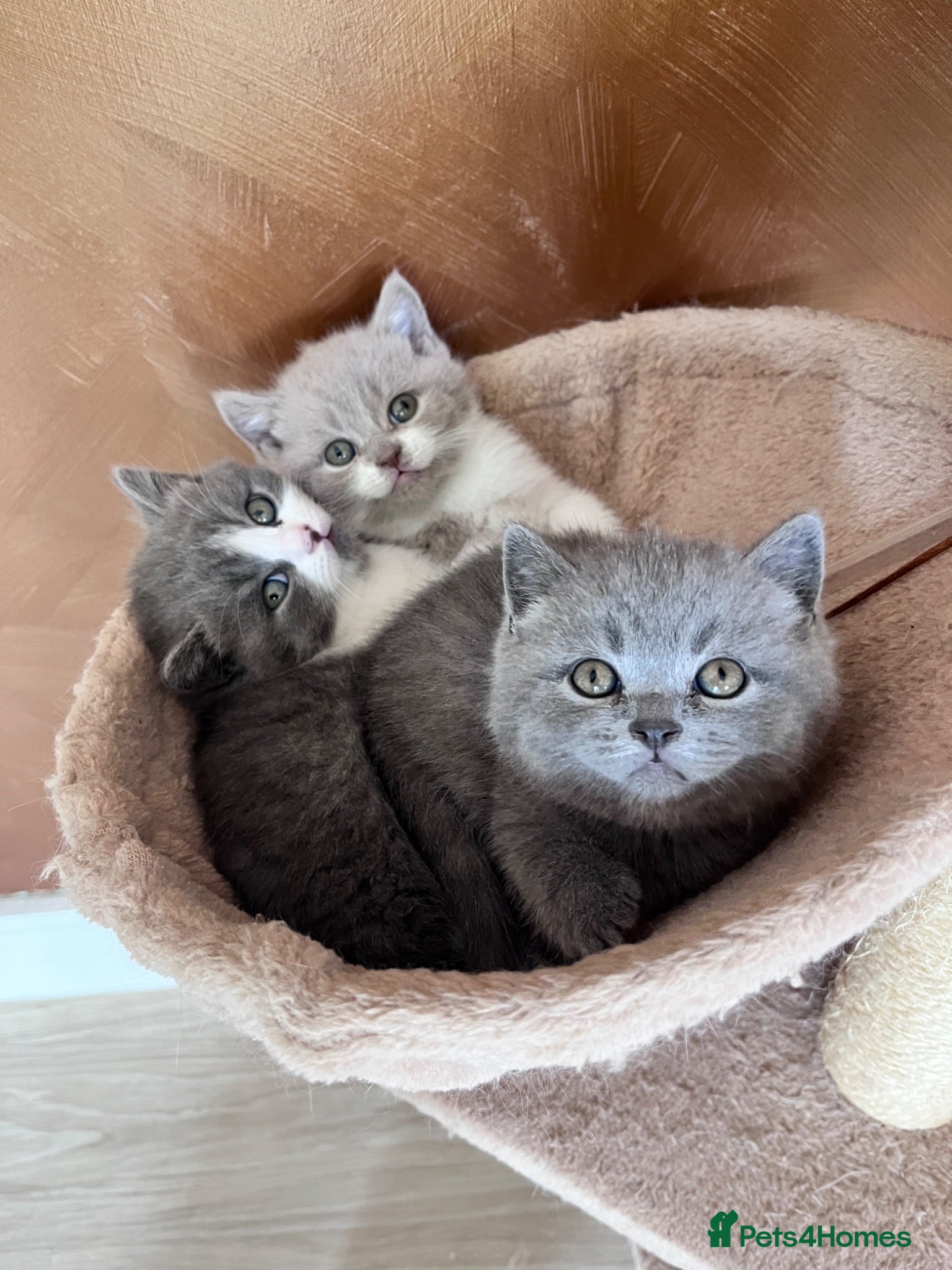British Shorthair cats TICA registered pedigree British Shorthair kittens - Advert 6