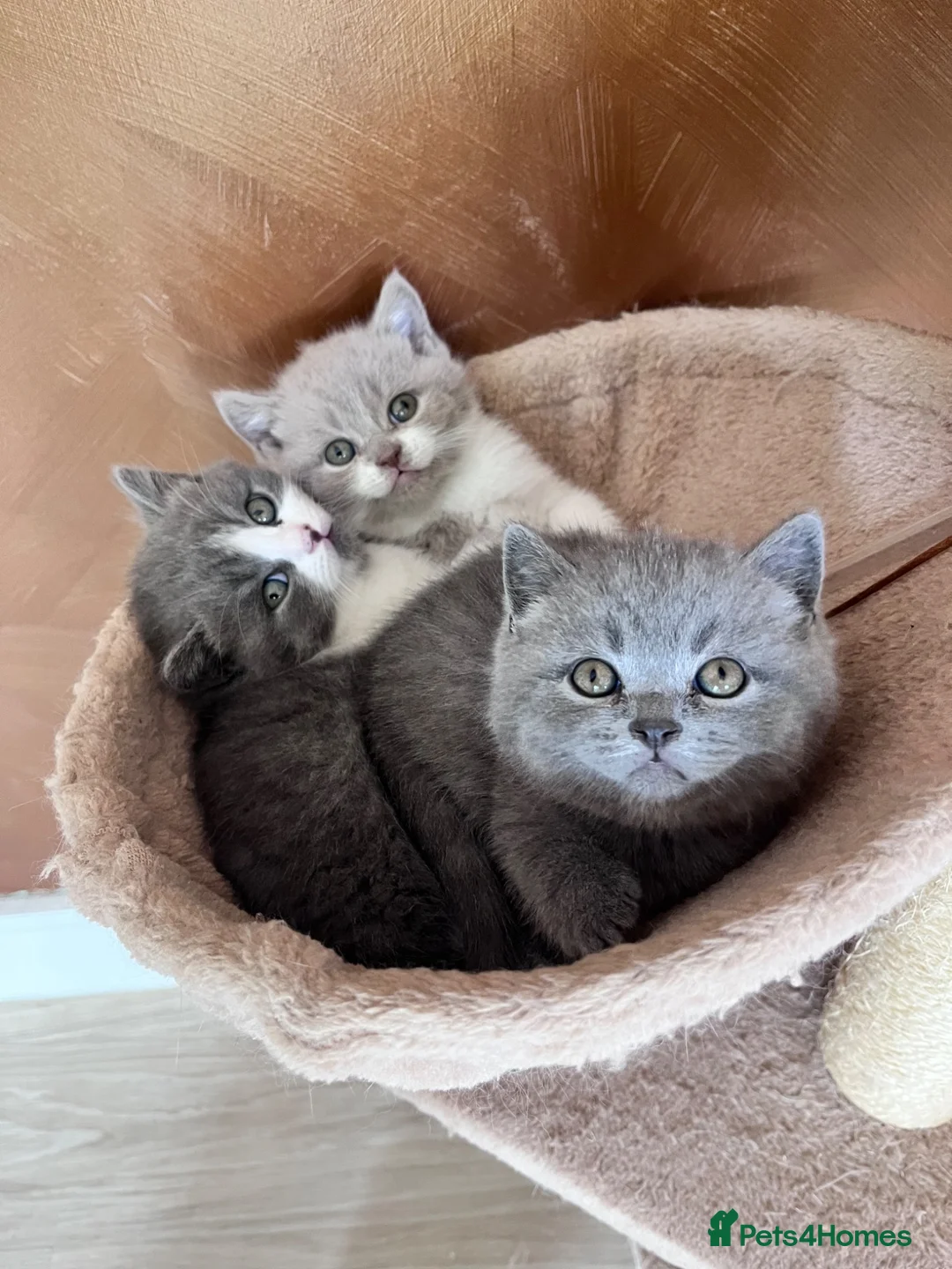 British Shorthair cats for sale: TICA registered pedigree British Shorthair kittens - Advert 2