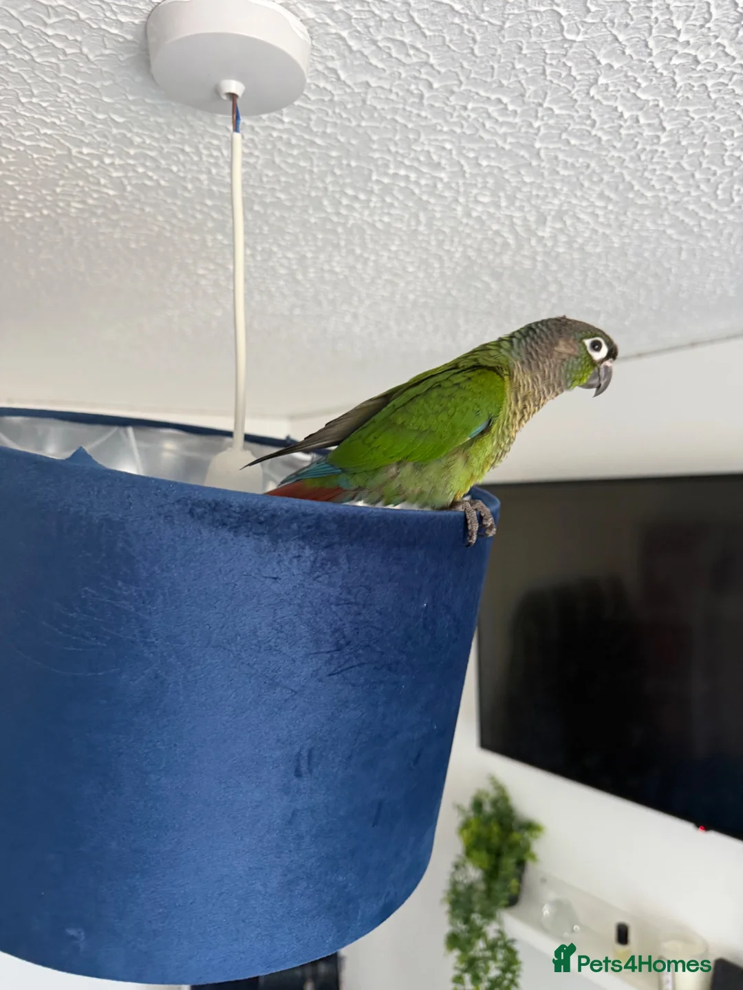 Conures birds for sale: Green cheek conure for sale in Cardiff - Advert 2