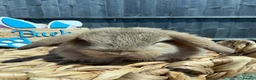 Mini Lop rabbits for sale: Mini Lops - Bucks  - Advert 14