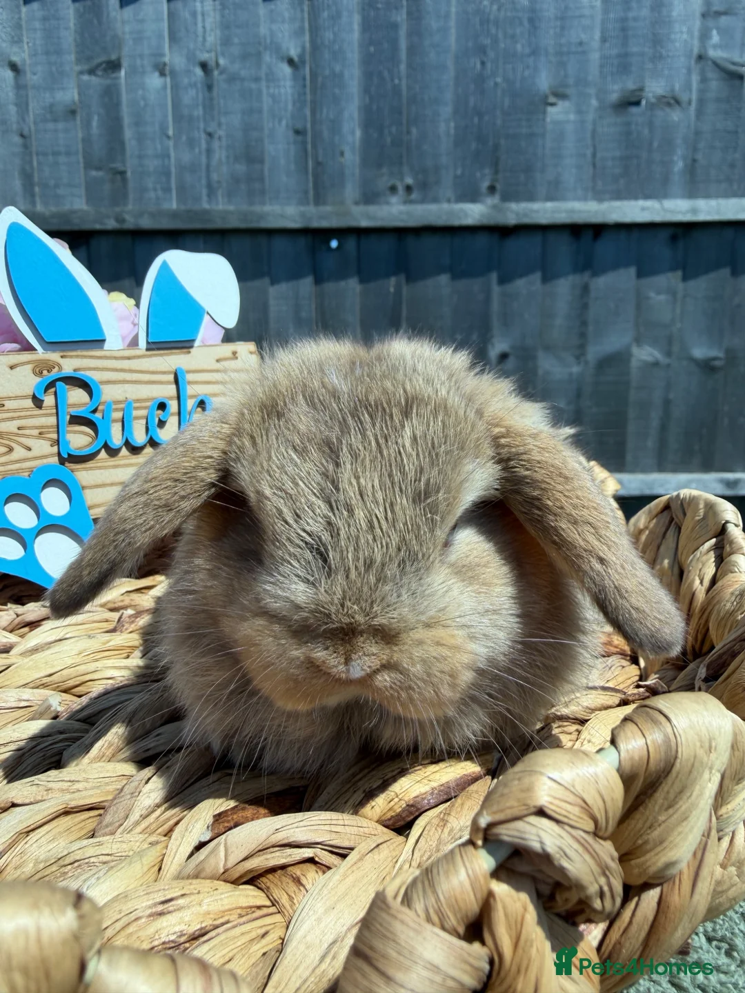 Mini Lop rabbits for sale: Mini Lops - Bucks  - Advert 14