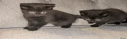 British Shorthair cats for sale: British shorthair cross kittens  - Advert 11