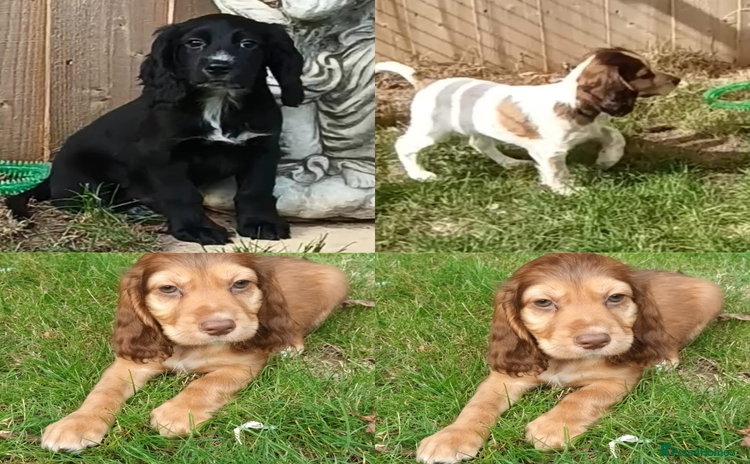 Cocker Spaniel dogs - Advert 5