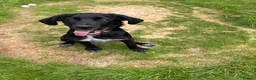Sprollie dogs for sale: 6 month old male pup - Advert 5