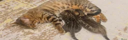 Bengal cats for sale: Stunning Bengal Kittens – TICA Reg – high Quality  - Advert 25