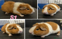 Guinea Pig rodents for sale: Bonded Lunkarya Guinea Pig boars  - Image 5
