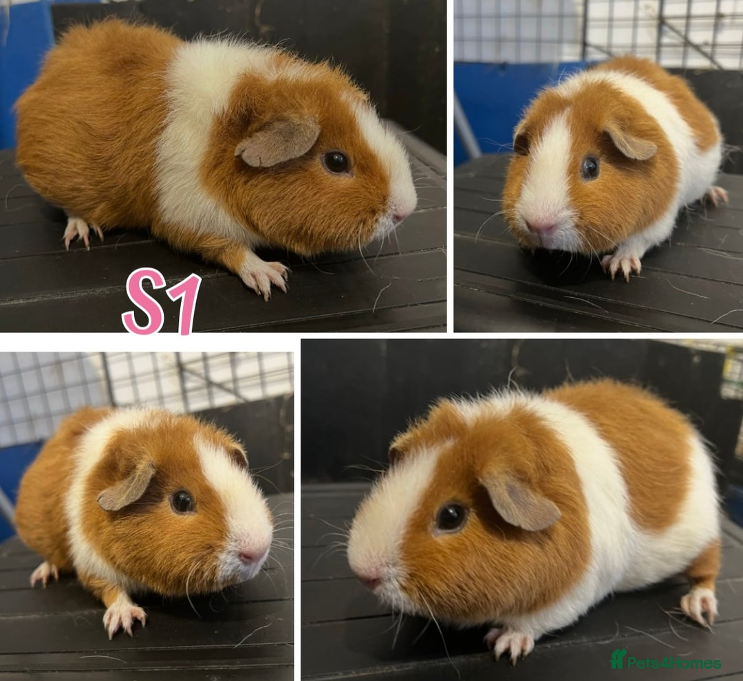 Guinea Pig rodents for sale: Bonded Lunkarya Guinea Pig boars  - Image 5