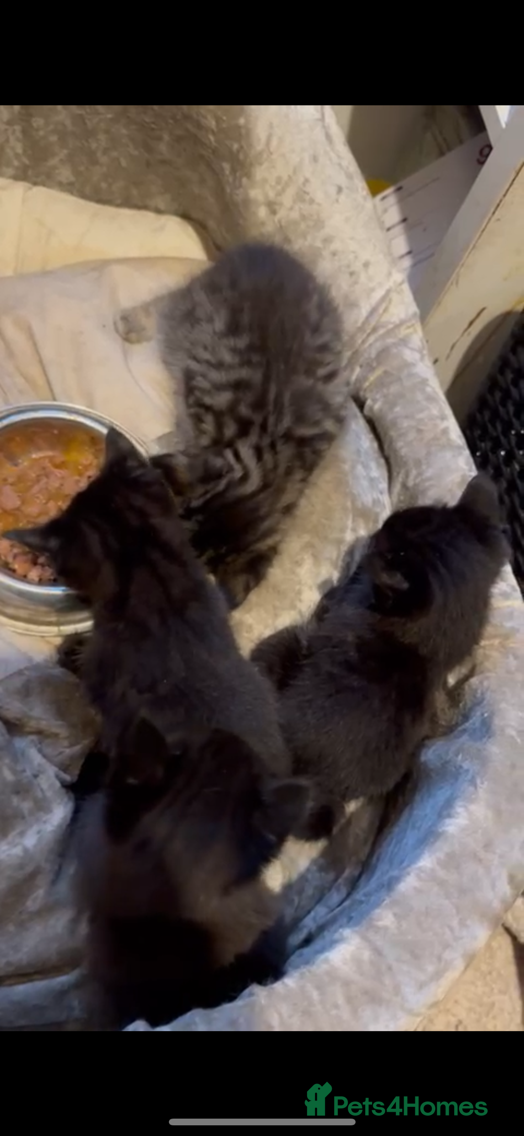 British Shorthair cats for sale: BLACK KITTENS  - Advert 7