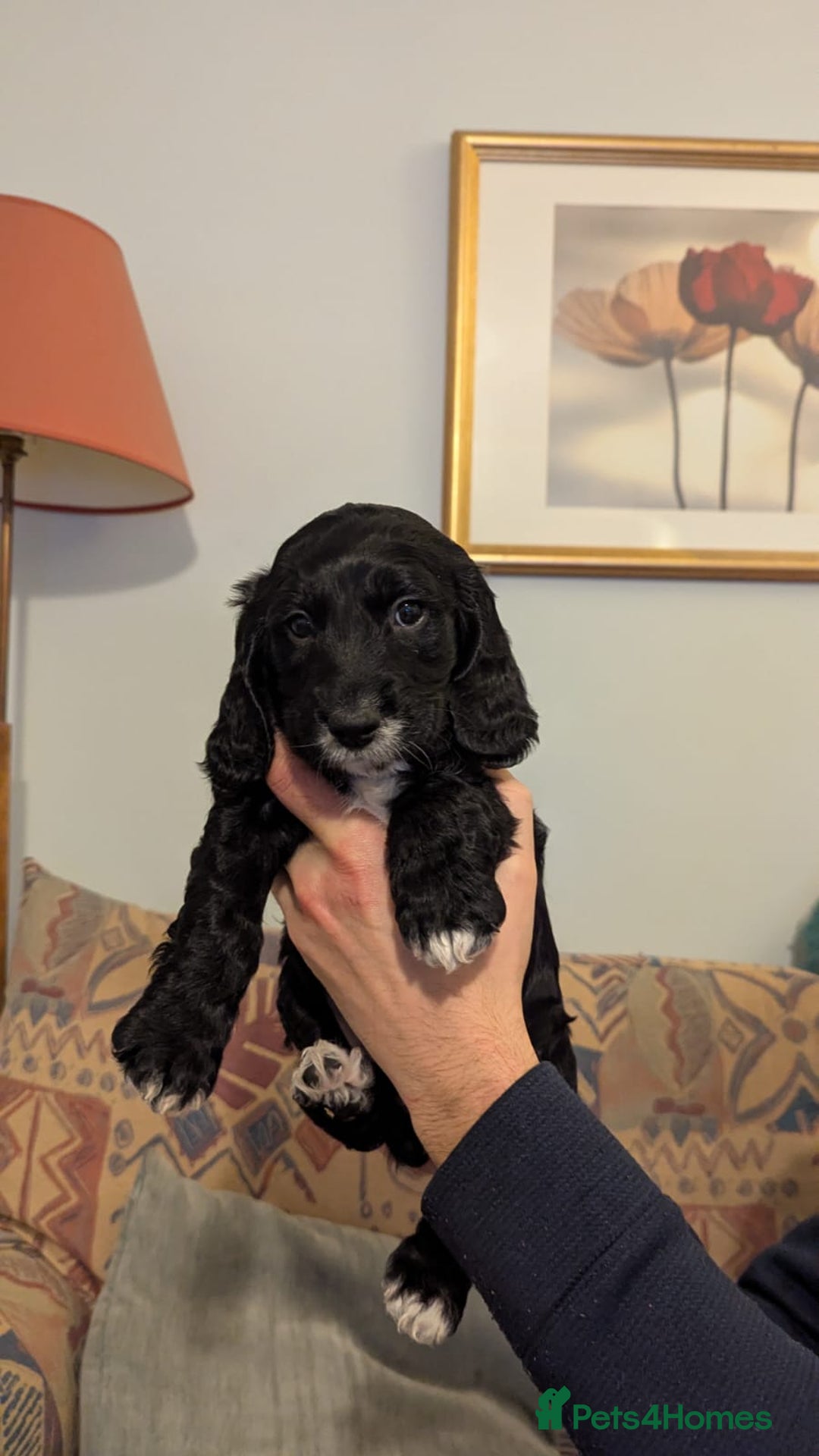 Cocker Spaniel dogs for sale: Working Cocker Spaniel puppies - Advert 10