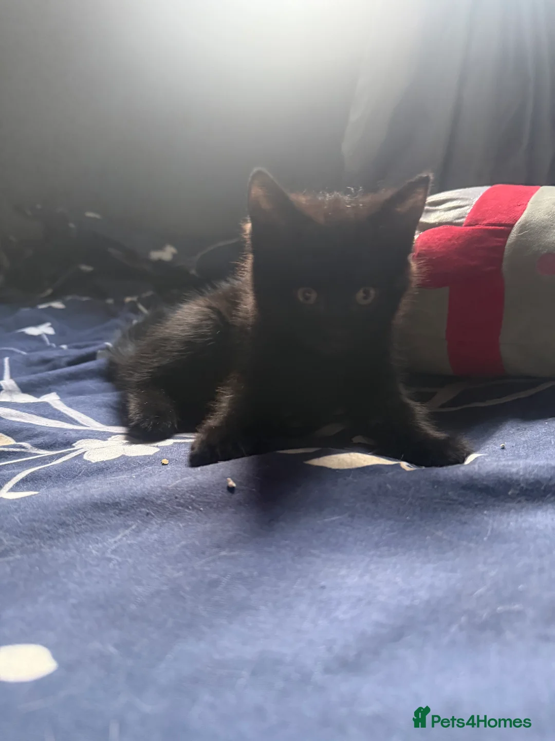 Mixed Breed cats for sale: Beautiful kittens - Advert 10