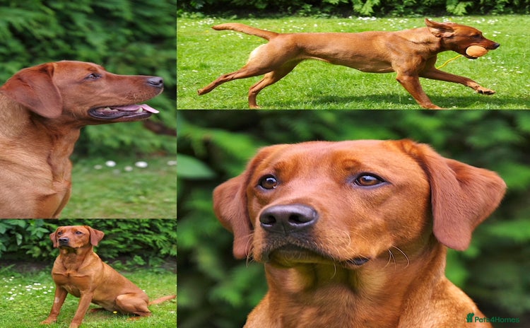 Labrador Retriever dogs - Advert 8