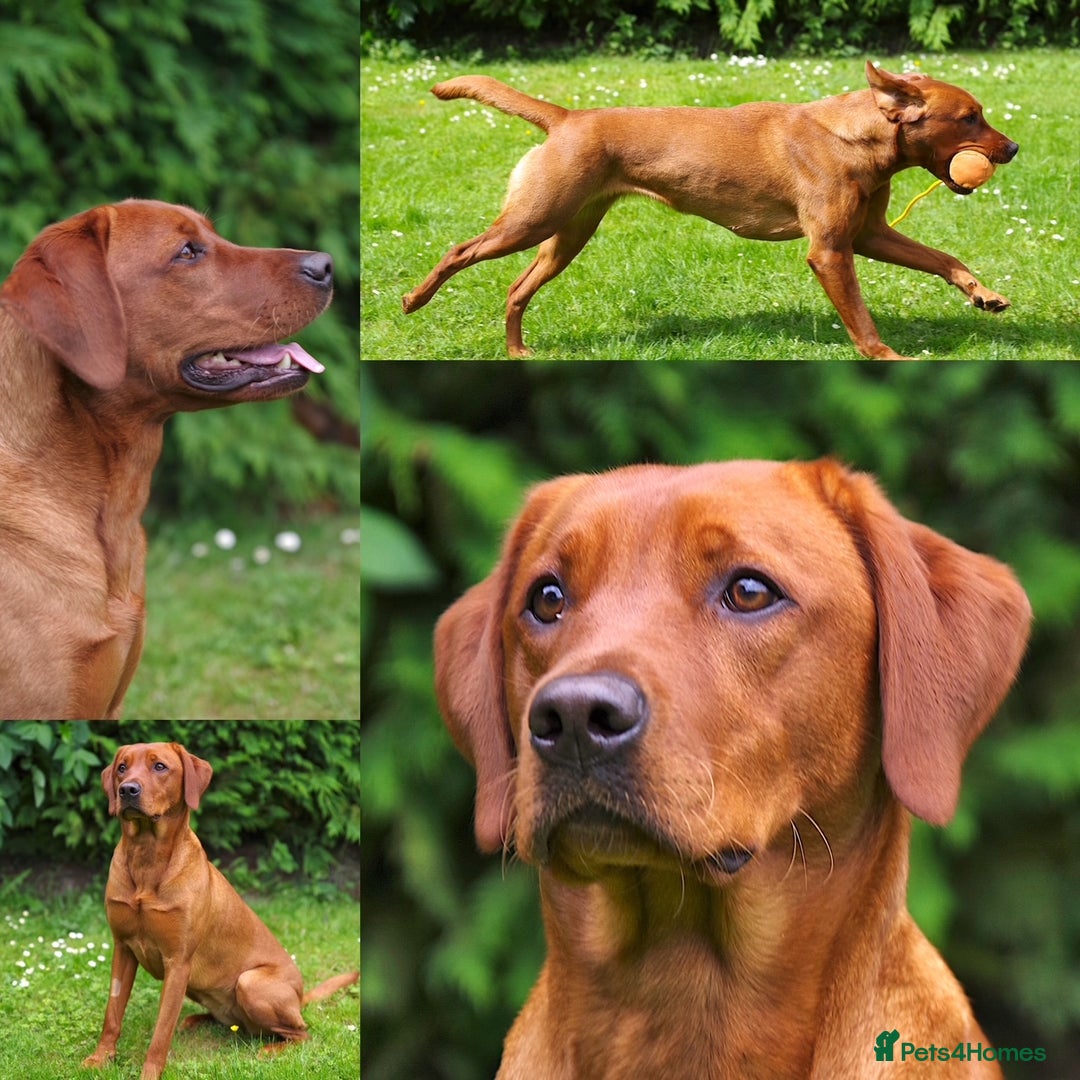 Labrador Retriever dogs for sale: Darkest Mahogany Fox Red Puppies - Image 1