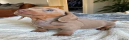 Miniature Dachshund dogs for sale: True KC Reg-Minature Dachshund Pups (Smooth Coat). - Advert 8