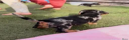 Mixed Breed dogs for sale: My beautiful Jack Russell X dachshund pups.  - Advert 8