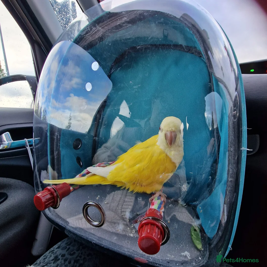 Parrots birds for sale: Talking & tame Quaker parrot  - Advert 1
