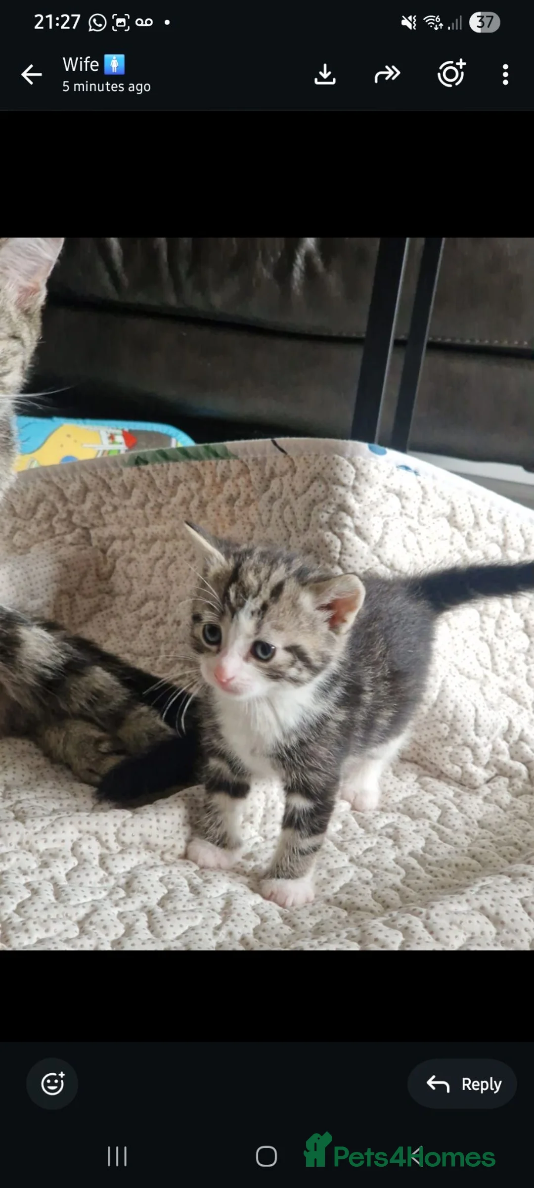 Mixed Breed cats for sale: Beautiful Kittens Ready for Their Forever Homes in Stirling - Advert 20