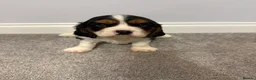 Cavalier King Charles Spaniel dogs for sale: Beautiful health tested cavalier King Charles  - Advert 5