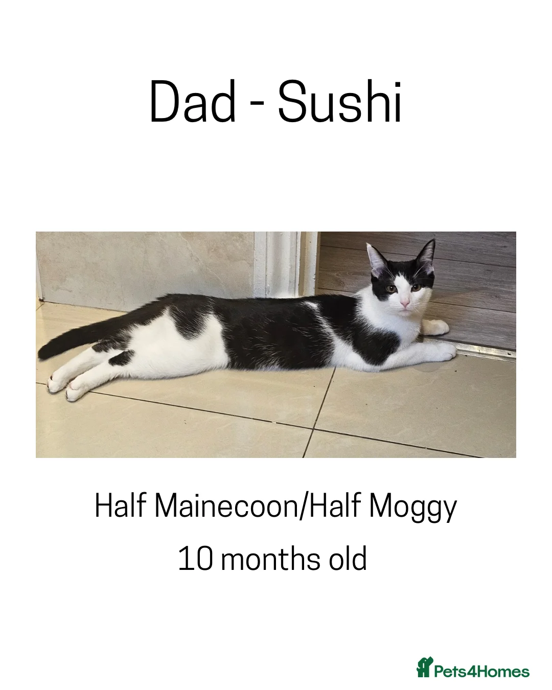 British Shorthair cats for sale: BSH x MOGGY in Southampton - Advert 2