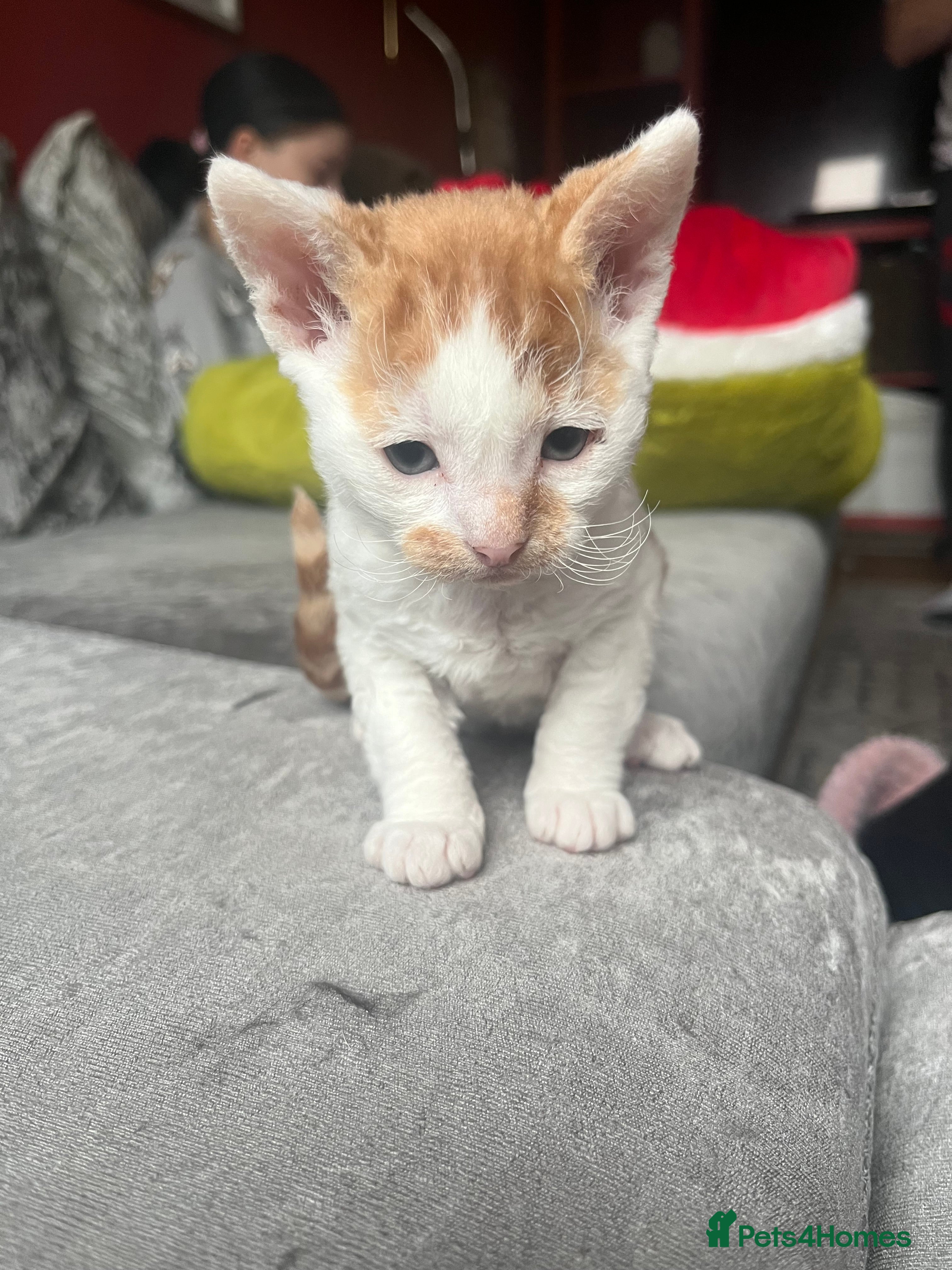 Mixed Breed cats Two Beautiful kittens for sale - Advert 7