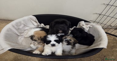 Lhasa Apso dogs Lhasa Apso Puppies - Advert 3