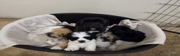Lhasa Apso dogs for sale: Lhasa Apso Puppies - Advert 3