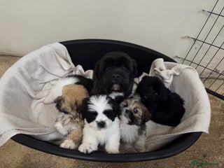 Lhasa Apso dogs Lhasa Apso Puppies - Advert 3