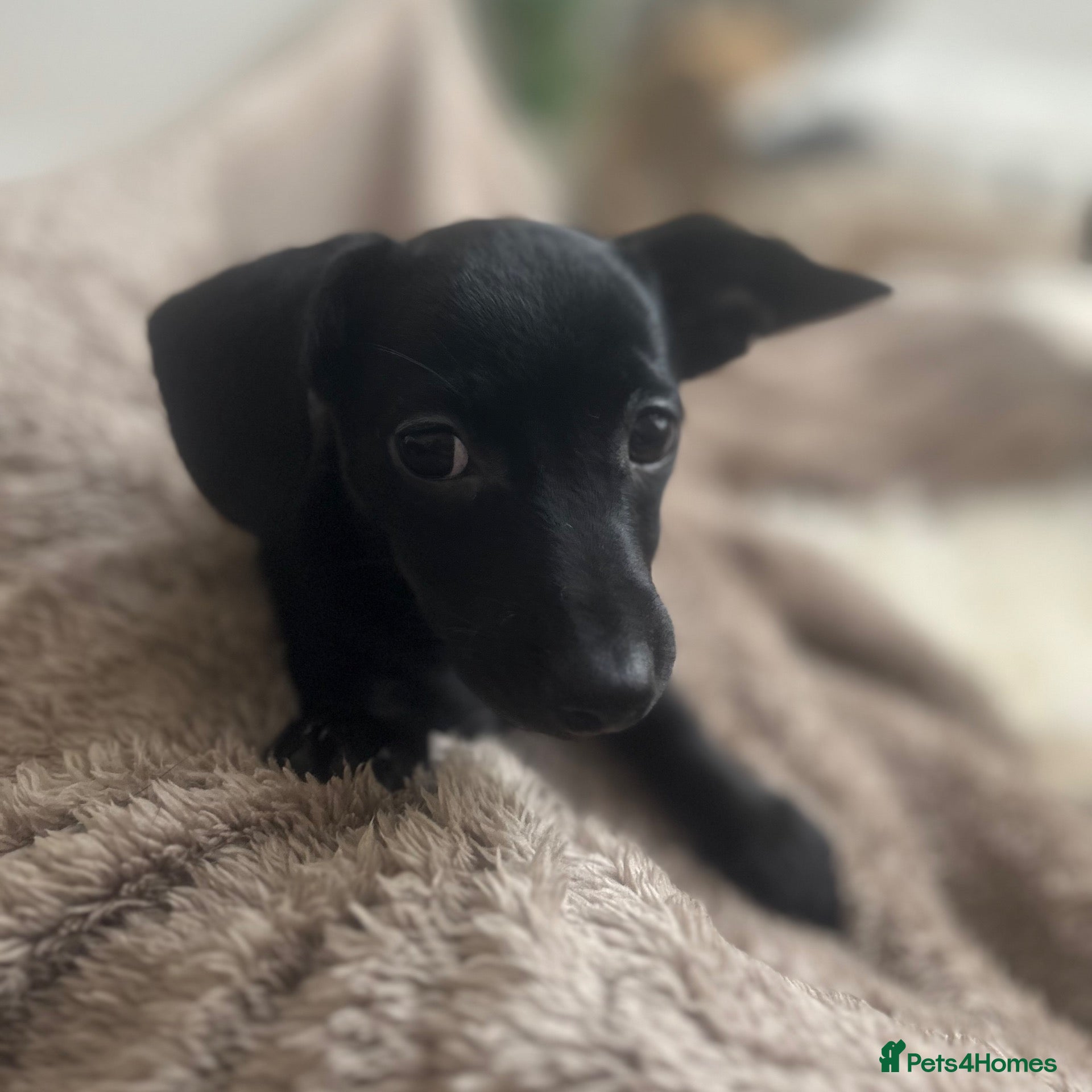 Chiweenie dogs 1 BOY REMAINING  - Advert 5