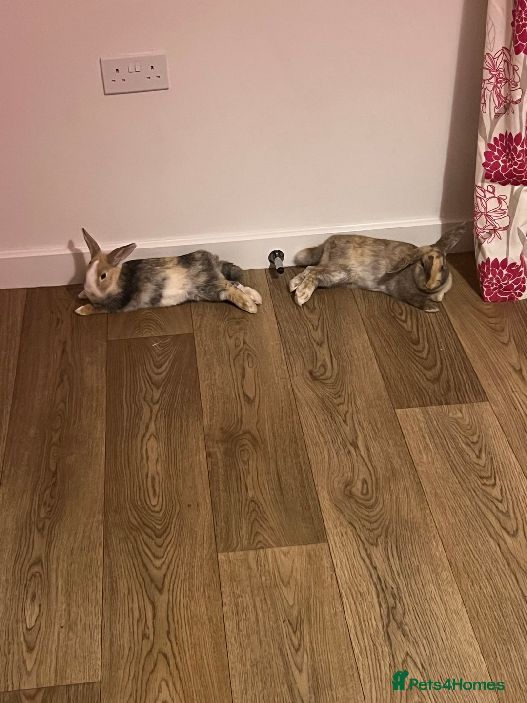 Mixed Breed rabbits for sale: Sister rabbits looking for a new home - Advert 3