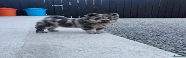 Rare blue Merle chow chow male 6