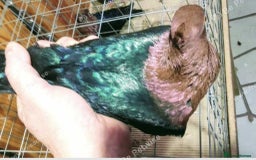Pigeons birds for sale: RARE GREEN WING ARCHANGEL PIGEONS - Image 3